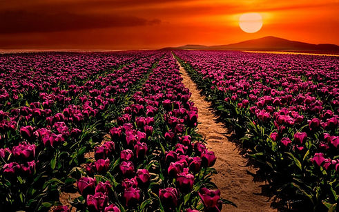 tulipspink.jpg