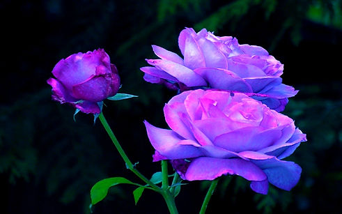 thumb-1920-865332_edited_edited.jpg